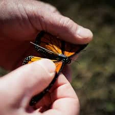 Ya es posible rastrear mariposas monarca una por una